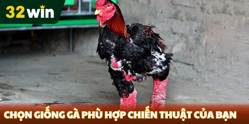 Chọn giống gà phù hợp với chiến thuật của bạn
