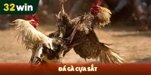 Đá gà cựa sắt