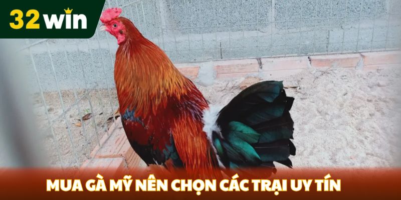 Mua gà mỹ nên chọn các trại uy tín