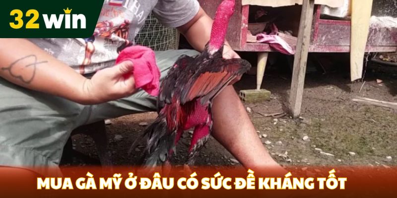 Mua gà mỹ ở đâu có sức đề kháng tốt