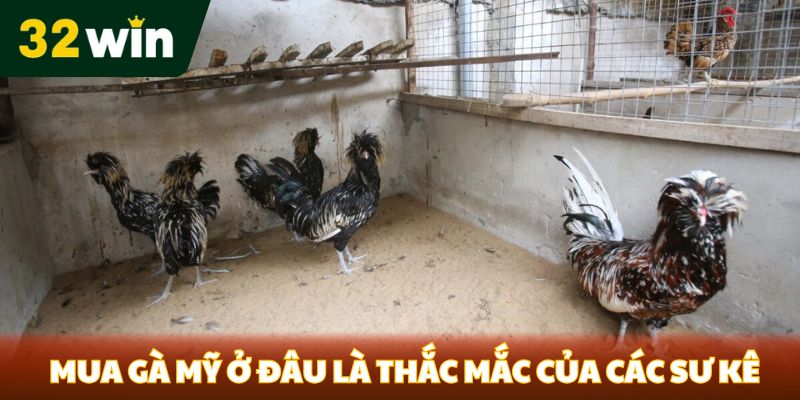 Mua gà mỹ ở đâu là thắc mắc của các sư kê