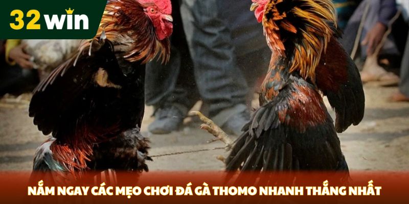 Nắm ngay các mẹo chơi đá gà Thomo nhanh thắng nhất